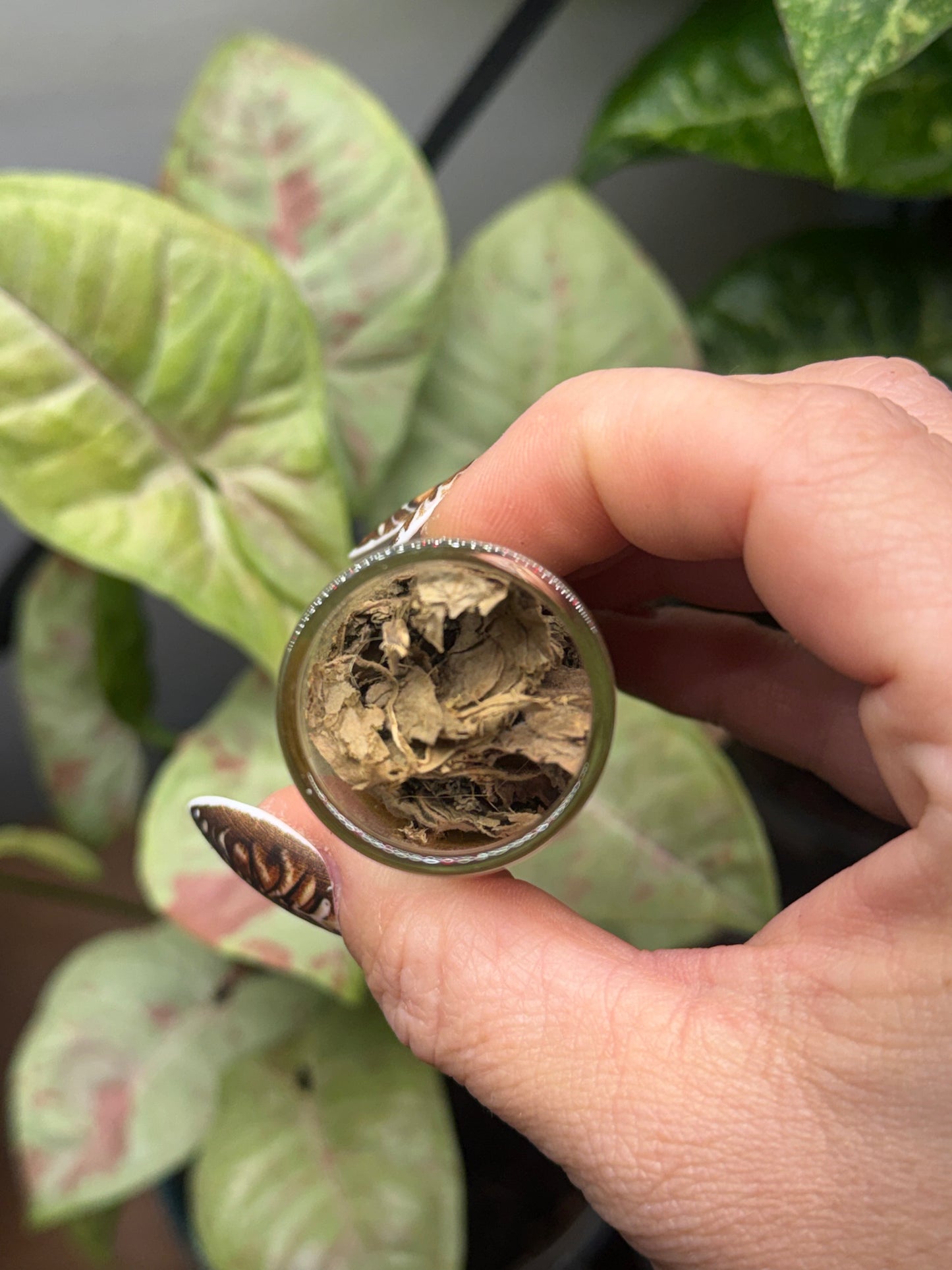 Raw Patchouli Leaves — Apothecary Jar